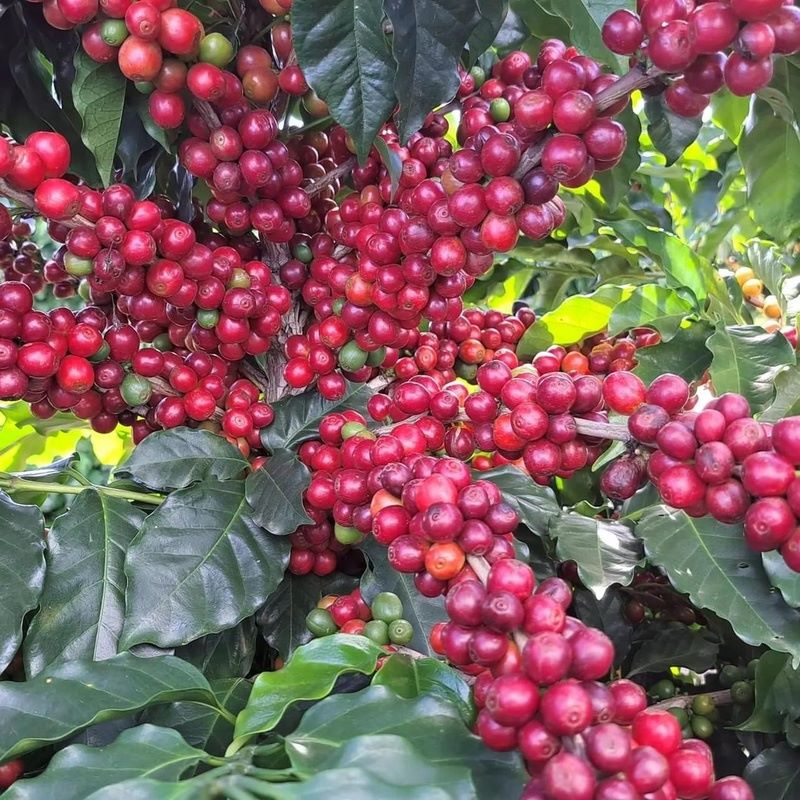 Broca-do-café causa perda de produtividade de até 80%