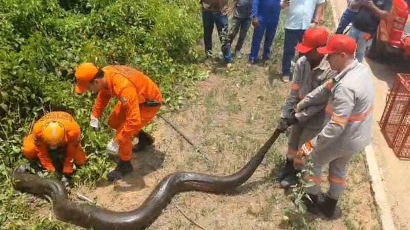 Sucuri de 5 metros é capturada em Sorriso após ameaças de moradores