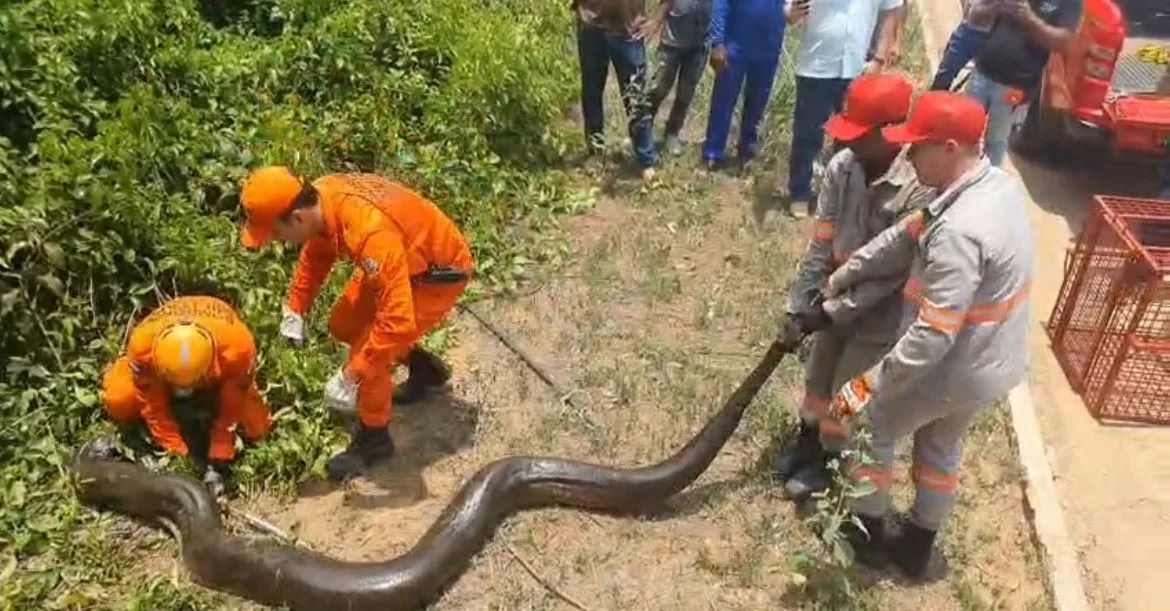 Sucuri de 5 metros é capturada em Sorriso após ameaças de moradores