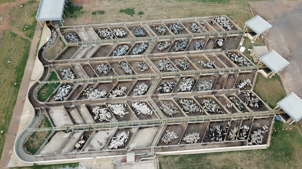 Diamantino (MT) será sede de etapa do Circuito Nelore de Qualidade 2025