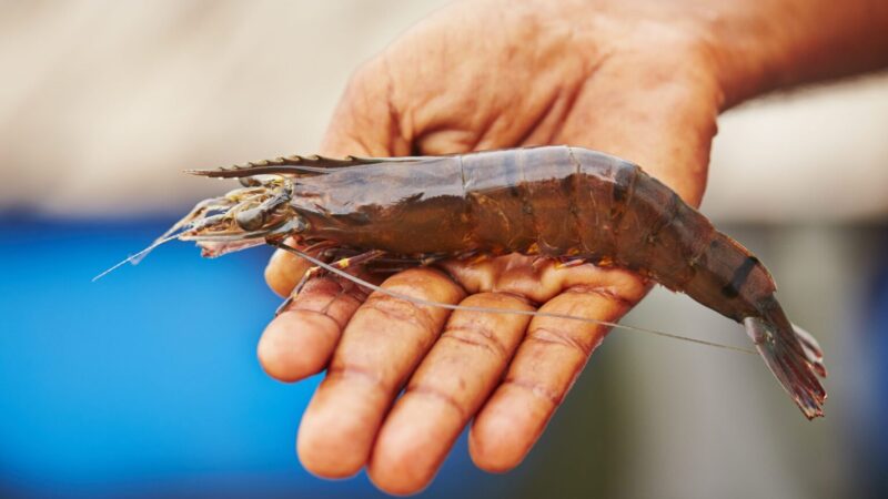 Sebrae/MT realiza palestra sobre criação de camarão em águas de baixa salinidade em Guarantã do Norte