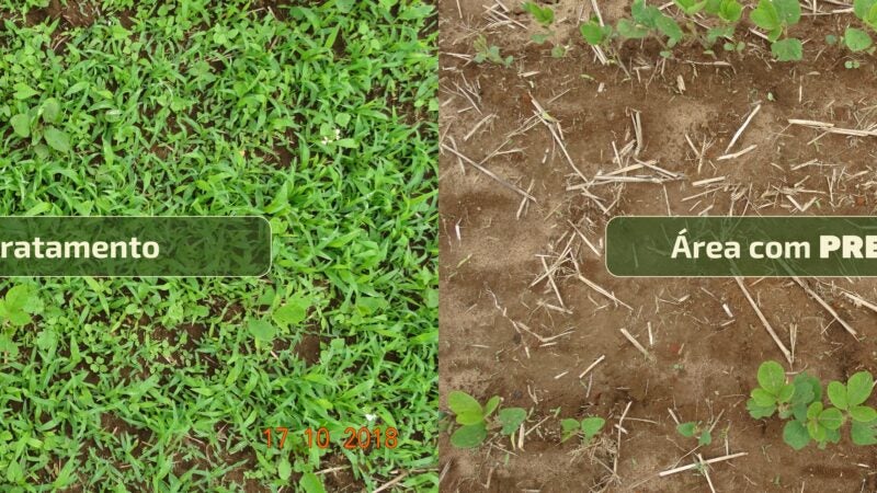 Manejo antecipado de plantas invasoras será importante para a safra de soja 2025/26