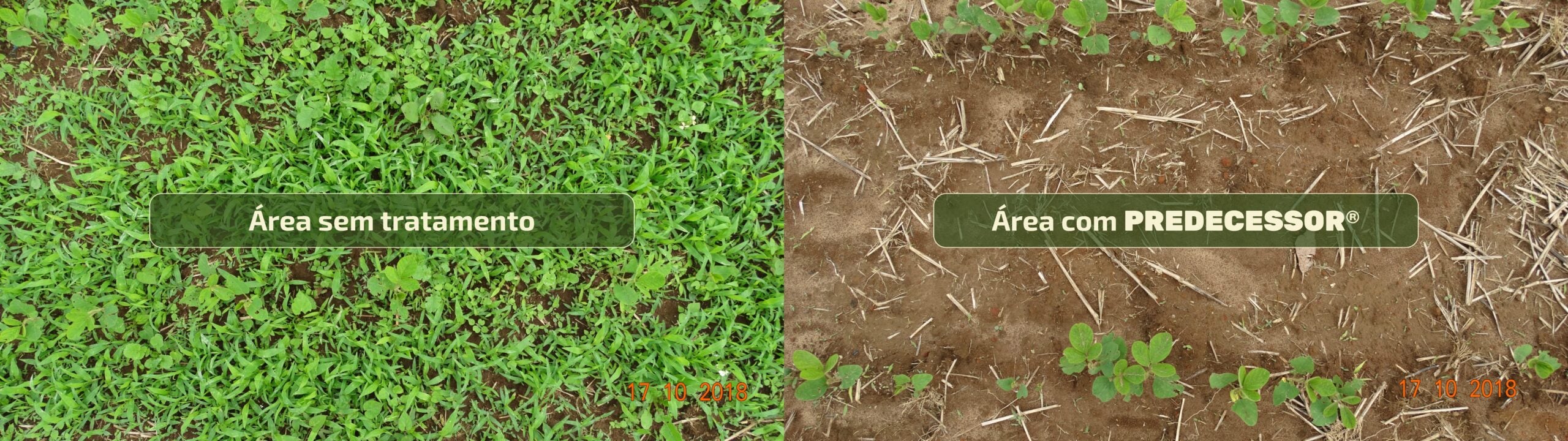 Manejo antecipado de plantas invasoras será importante para a safra de soja 2025/26