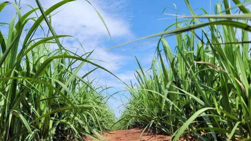 Biotecnologia e manejo preciso impulsionam produtividade e longevidade dos canaviais