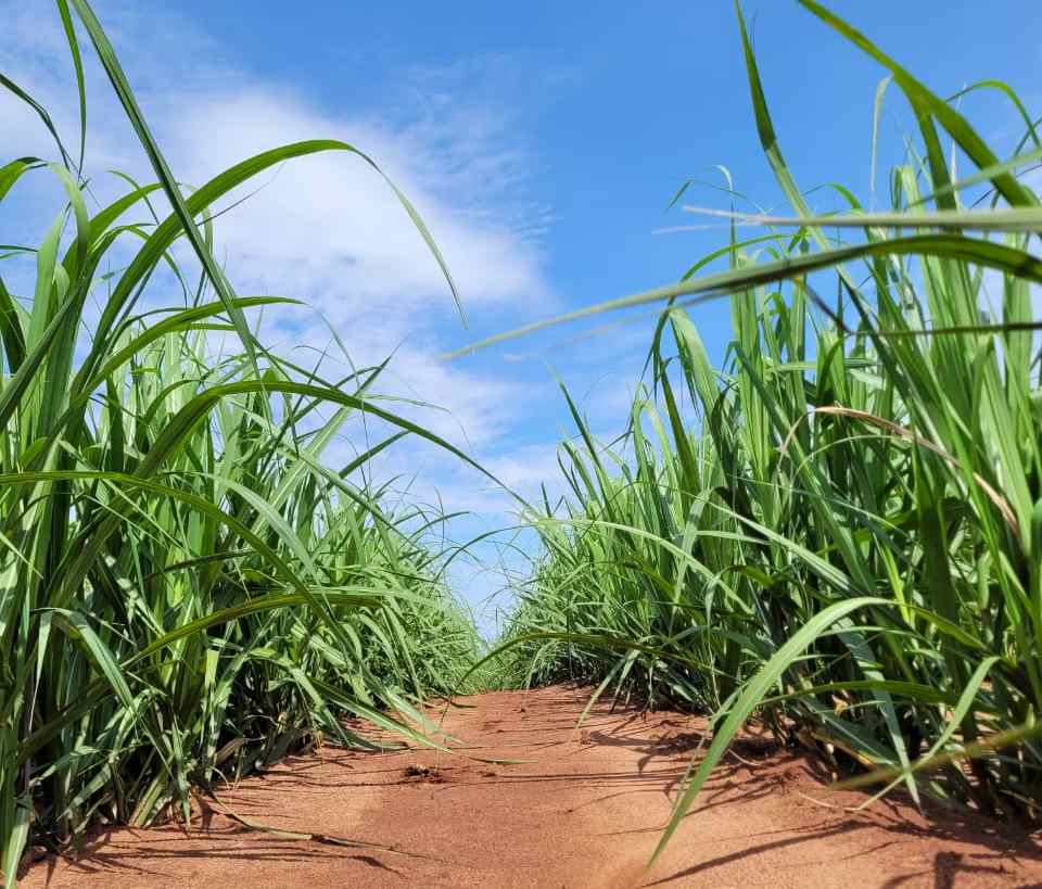 Biotecnologia e manejo preciso impulsionam produtividade e longevidade dos canaviais