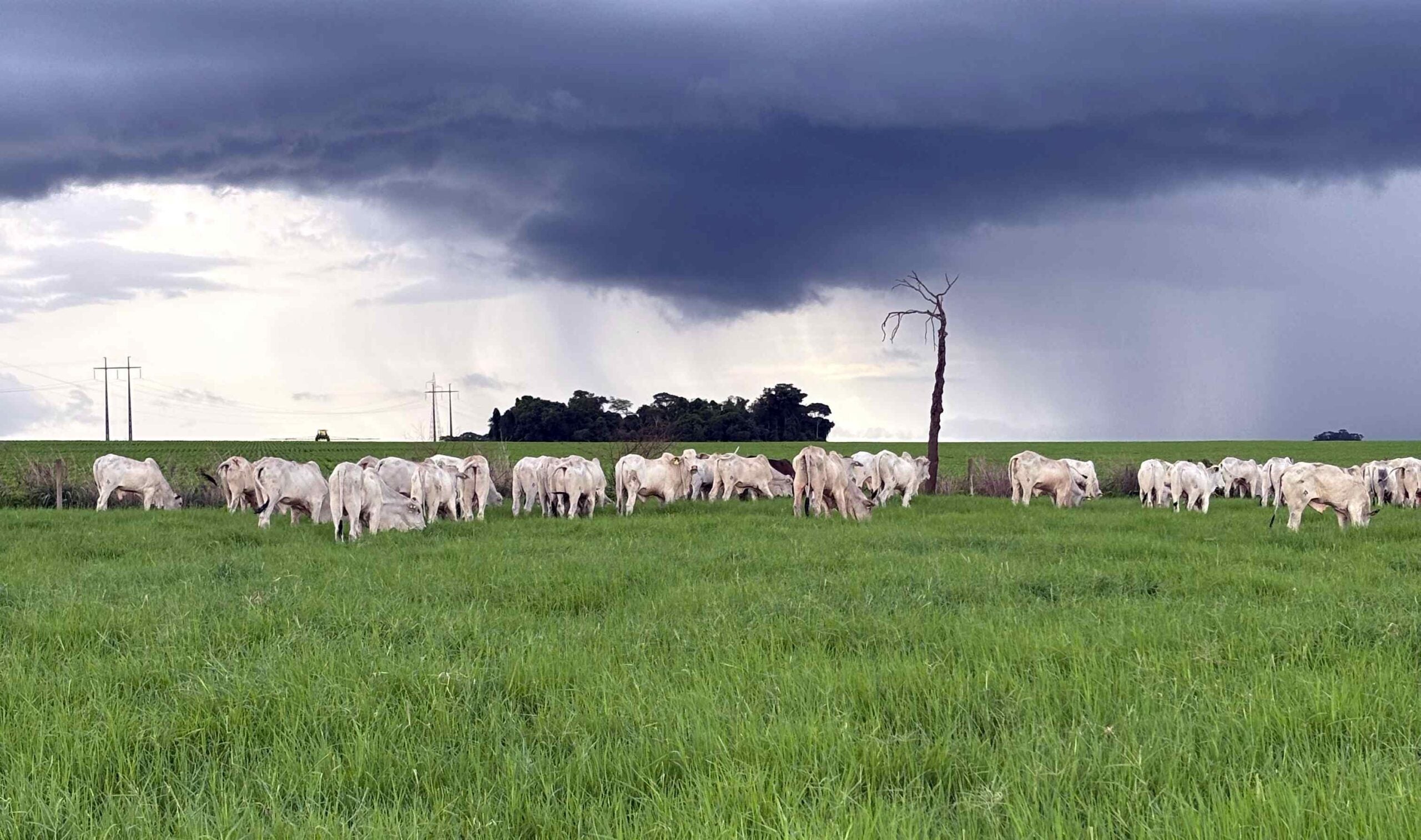 Alavancar a produtividade agrícola passa obrigatoriamente pela recuperação de pastagens degradadas