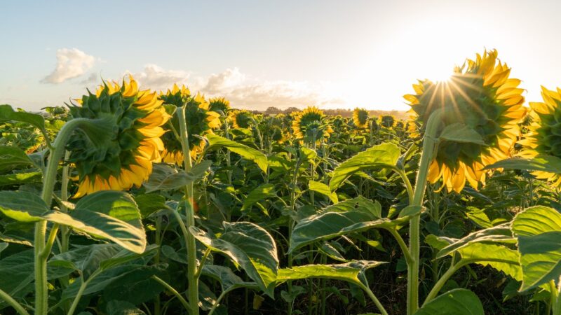 Versátil, produtivo e adaptado, girassol pode ganhar novas áreas no Brasil