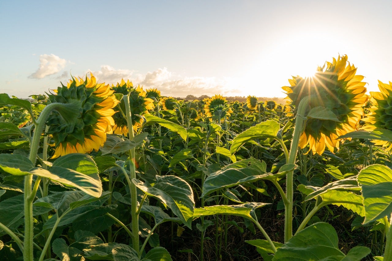 Versátil, produtivo e adaptado, girassol pode ganhar novas áreas no Brasil