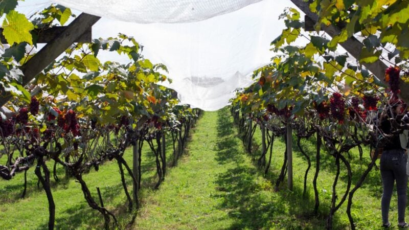 Diversificação abre oportunidades para a vitivinicultura e o enoturismo do interior paulista