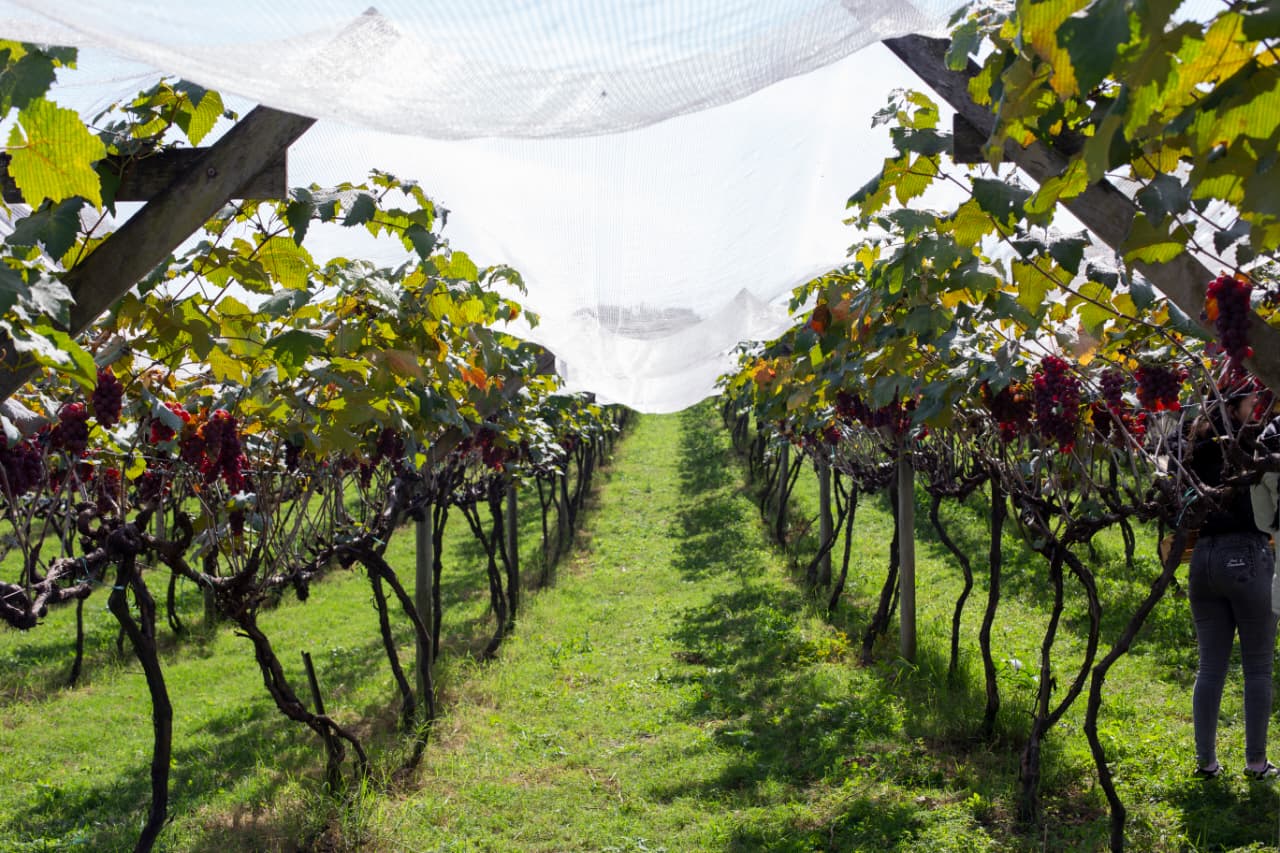 Diversificação abre oportunidades para a vitivinicultura e o enoturismo do interior paulista