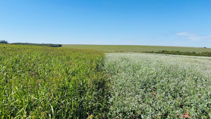 Mix de plantas é ferramenta estratégica e gera múltiplos ganhos na agricultura e na pecuária