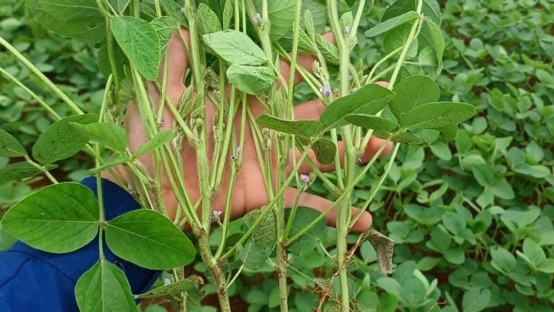 Protetores bacterianos são essenciais para o sucesso da inoculação na soja