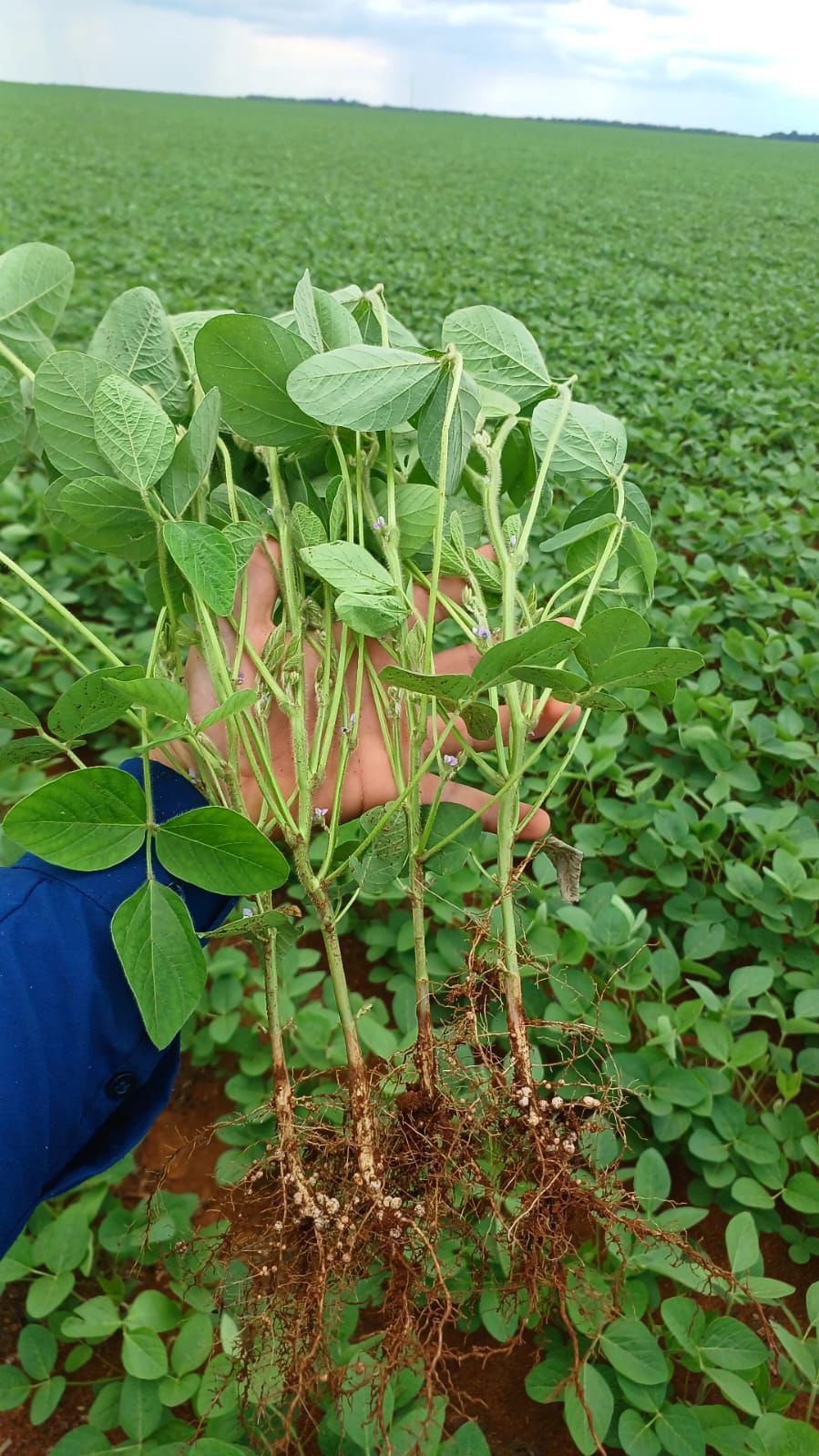 Protetores bacterianos são essenciais para o sucesso da inoculação na soja