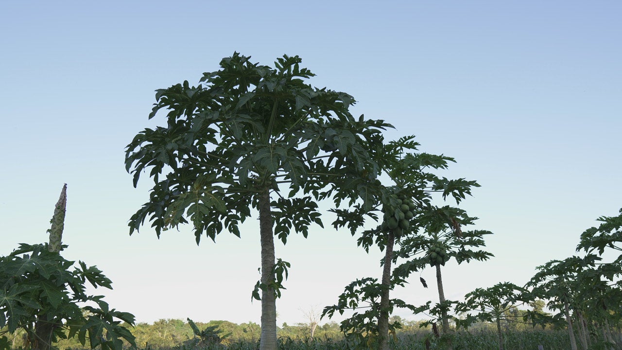 Do chão à prosperidade: a transformação de Paranaíta pelas mãos dos produtores e do Sebrae/MT