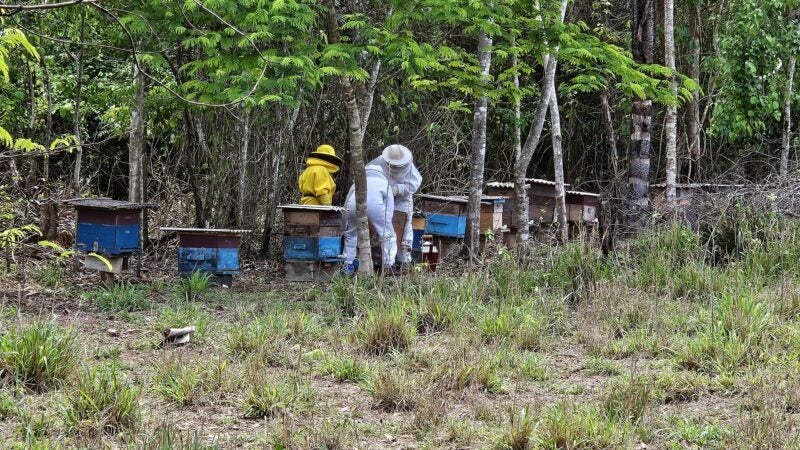 Seaf apoia a produção de mel e Alta Floresta promove integração entre apicultores e meliponicultores da Amazônia Mato-grossense