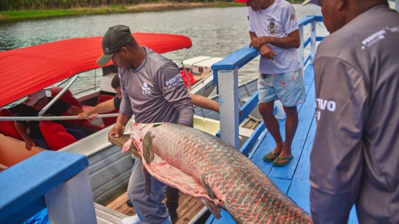 Projeto fortalece cadeia do pirarucu e amplia alternativas de renda na Amazônia