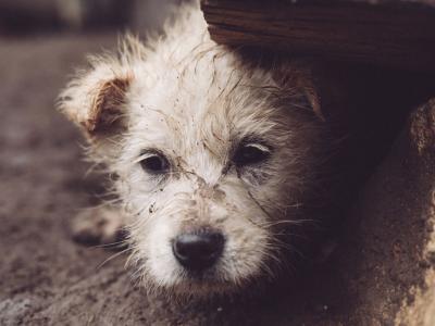 Cinco informações que você precisa saber sobre maus-tratos a animais