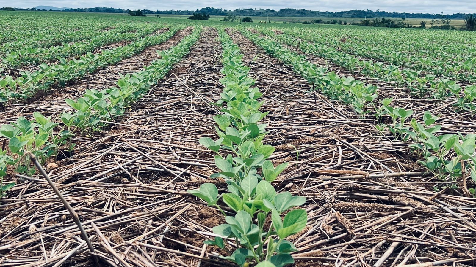Girassol Agrícola eleva a régua da qualidade das sementes e cria um novo patamar no setor