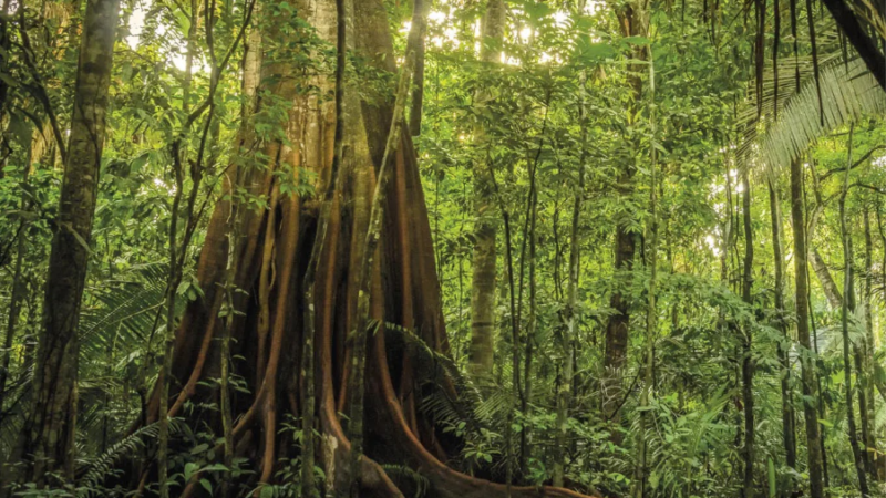 Amazônia perdeu área de vegetação do tamanho da França em 40 anos
