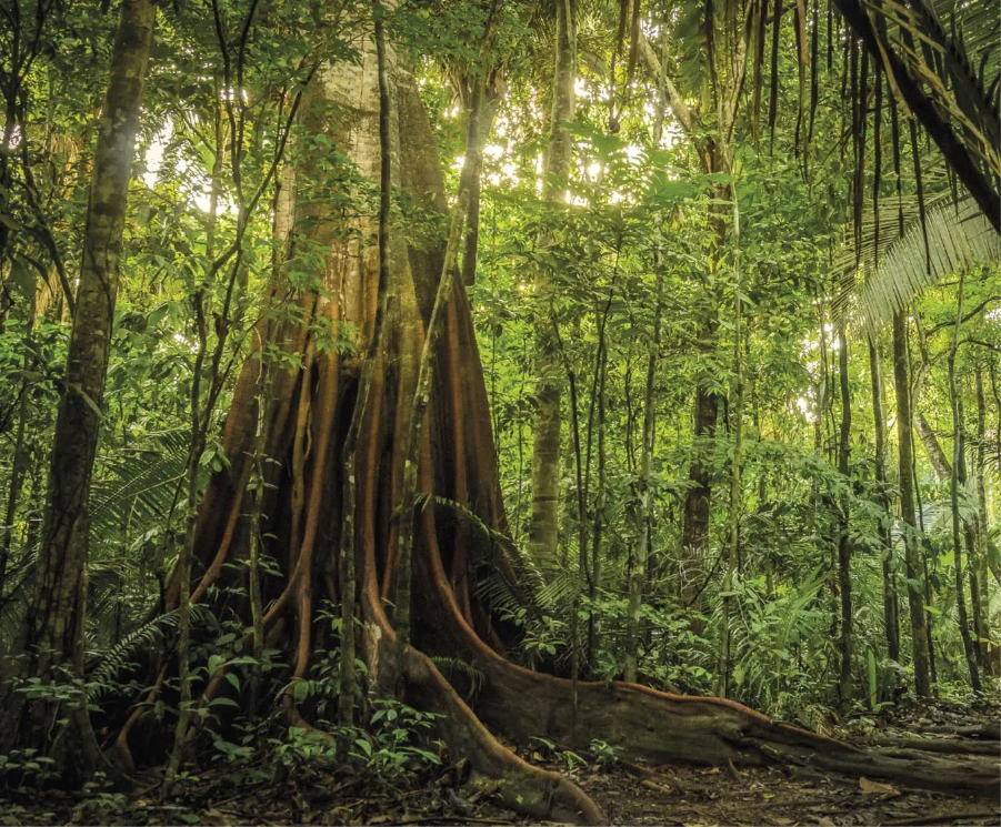 Amazônia perdeu área de vegetação do tamanho da França em 40 anos