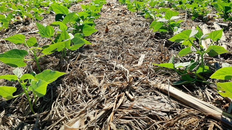 Forrageiras tem papel de destaque na melhoria da fertilidade do solo, durante e após a safra agrícola