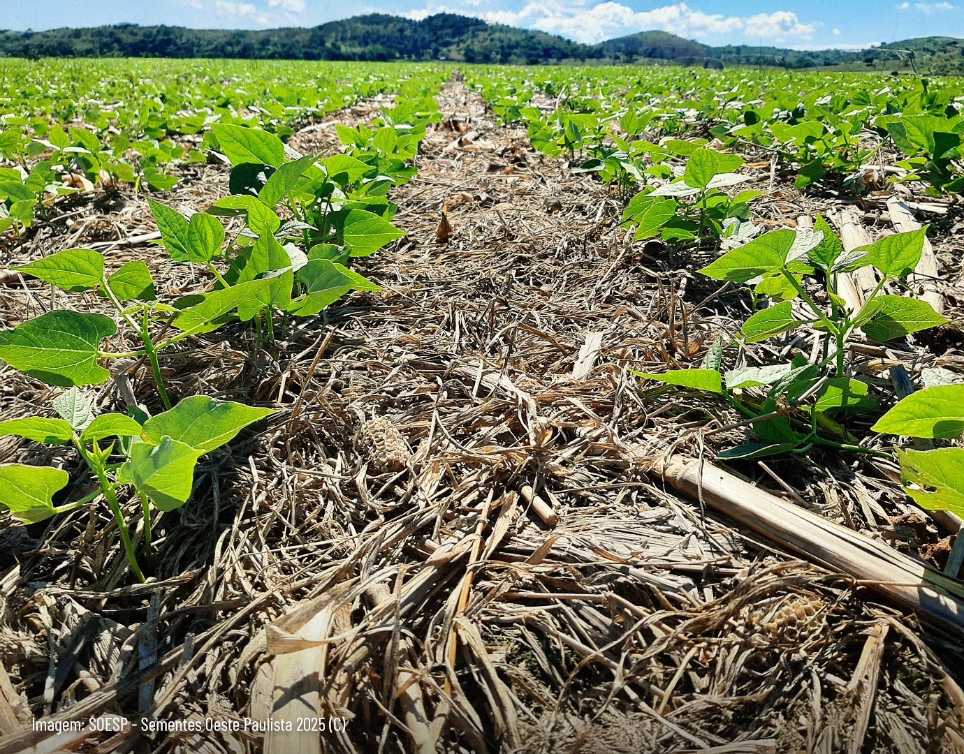 Forrageiras tem papel de destaque na melhoria da fertilidade do solo, durante e após a safra agrícola