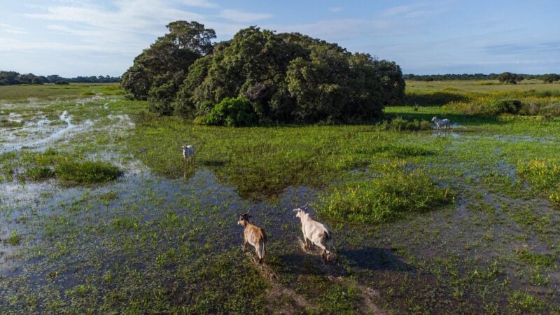 Sistema Famato leva projetos de pecuária sustentável e inovação no campo à COP30 em Belém (PA)