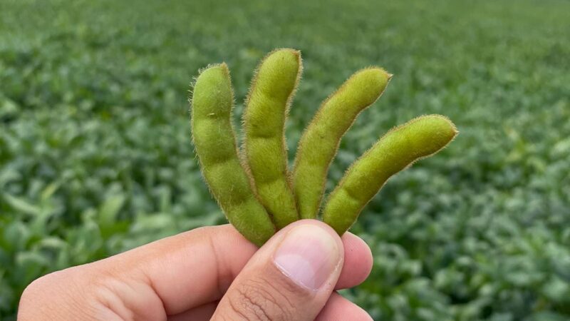 Chega ao mercado brasileiro solução integrada para o controle biológico de fungos e nematoides