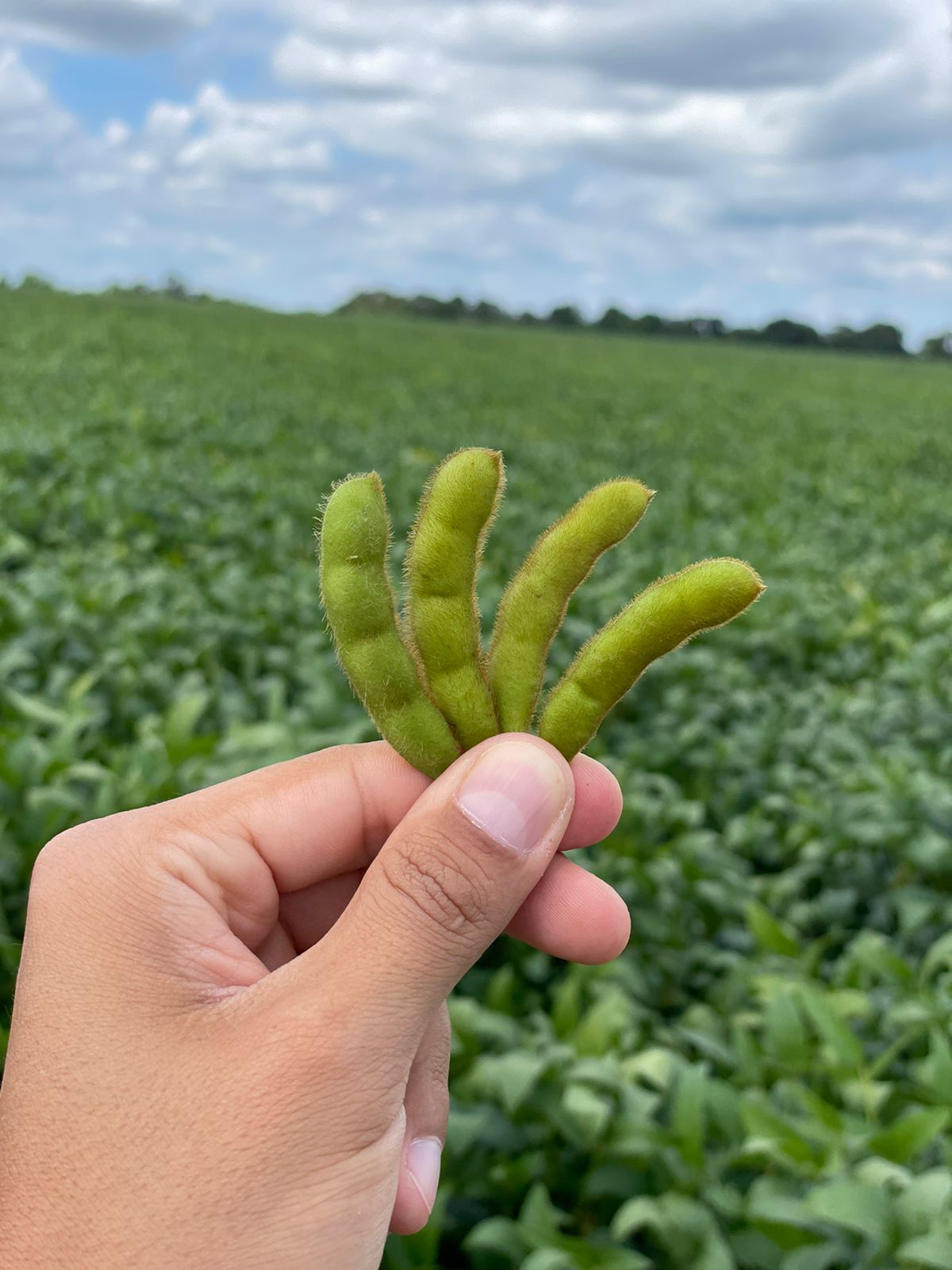 Chega ao mercado brasileiro solução integrada para o controle biológico de fungos e nematoides