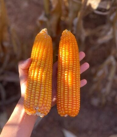 Novas soluções contra nematoides formam escudo biológico nas raízes