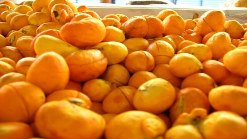 Capital do Pequi em Mato Grosso deve aumentar em 30% colheita até dezembro