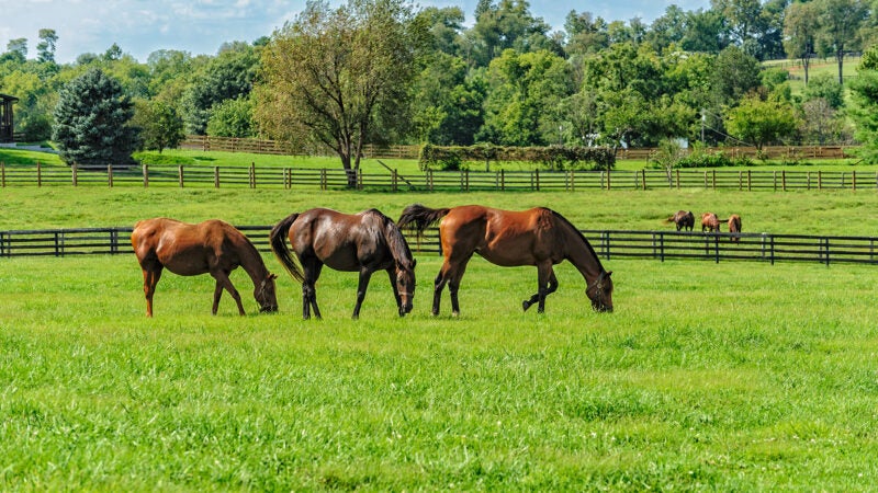 Controle de verminoses em equinos promove saúde e bem-estar, contribuindo para o bom desempenho