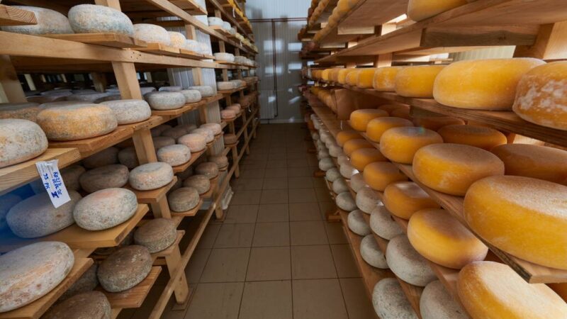 Turismo rural abre novas perspectivas às queijarias