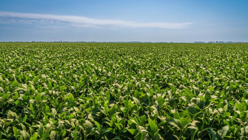 Nova abordagem de manejo da semente de soja: cuidados para evitar a bicheira da semente