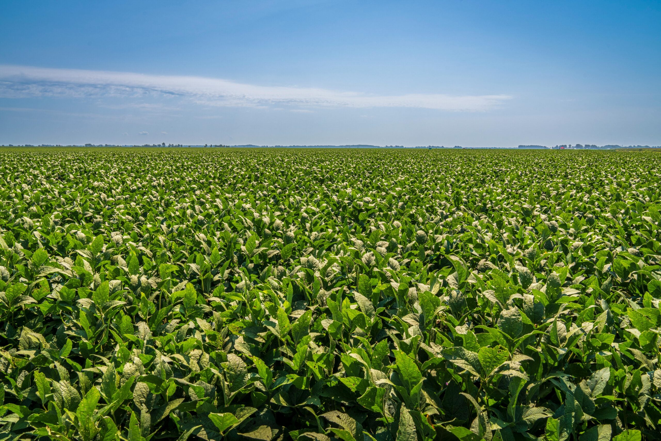 Nova abordagem de manejo da semente de soja: cuidados para evitar a bicheira da semente
