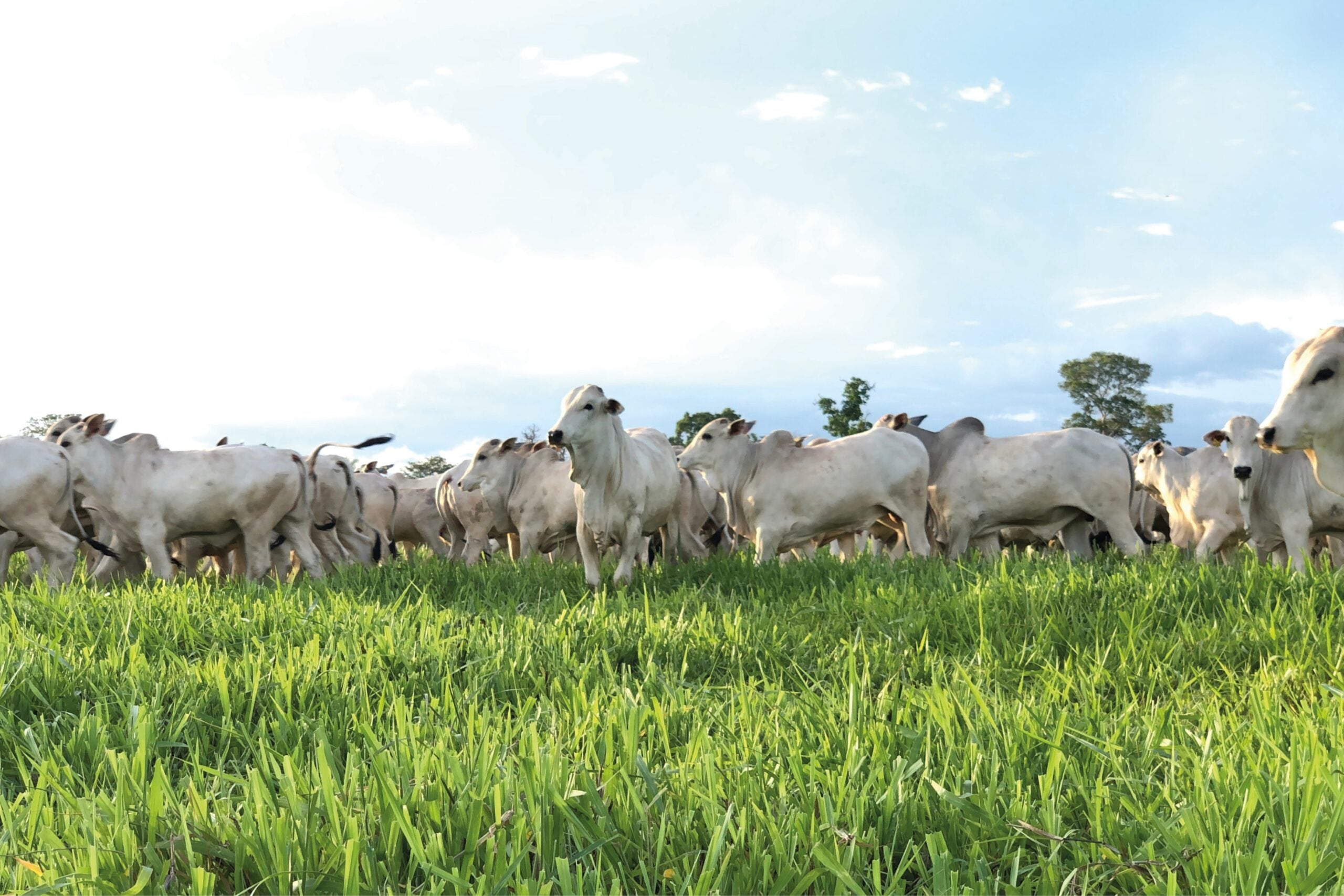 Agroallianz lança linha de pastagem com foco em alta performance produtiva