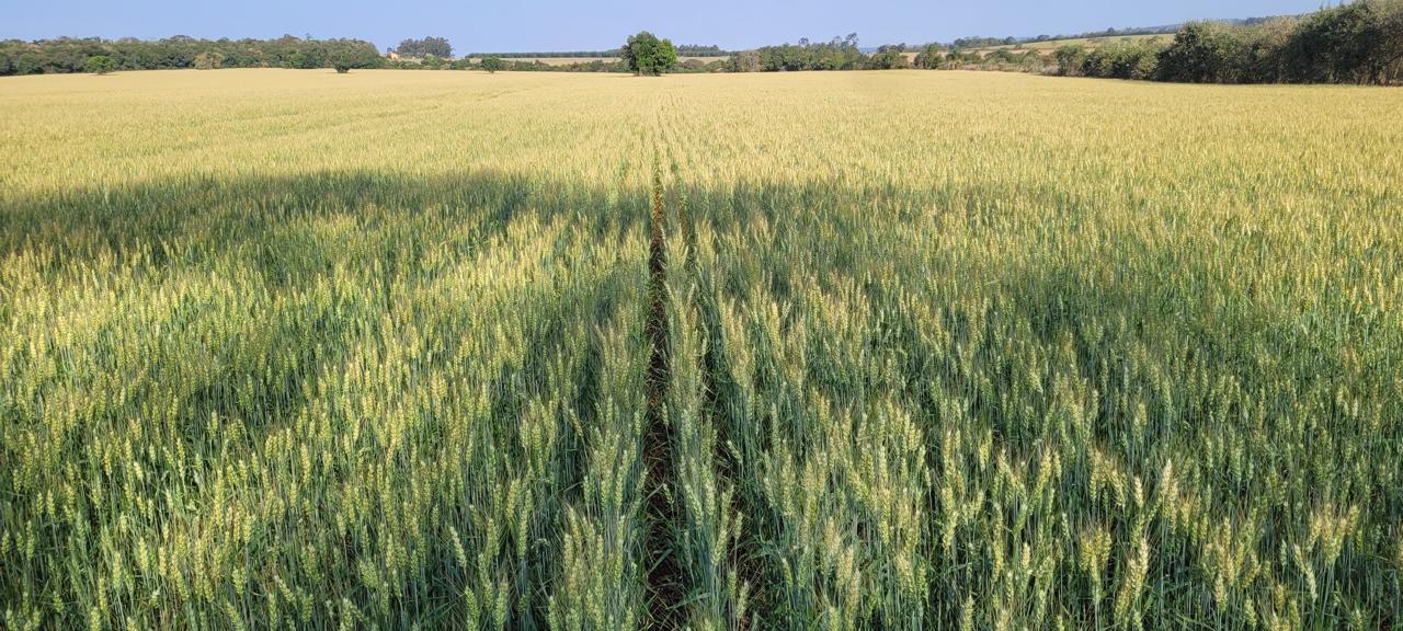 Biotecnologia avança no cultivo de trigo e amplia ganhos de produtividade