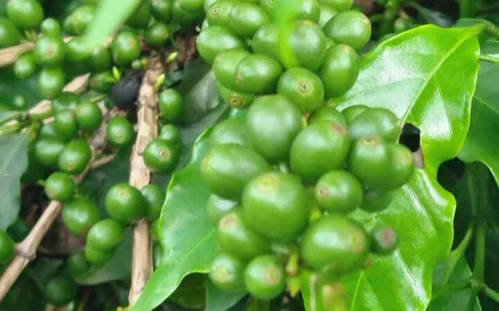 Biotecnologia eleva o café mineiro a outro patamar de produtividade e sustentabilidade