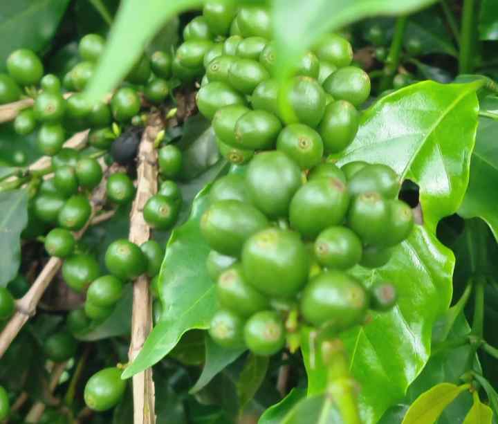 Biotecnologia eleva o café mineiro a outro patamar de produtividade e sustentabilidade