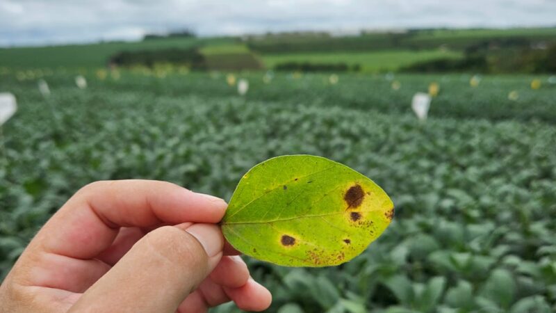 Lavouras necessitam de proteção biológica do início ao fim do ciclo