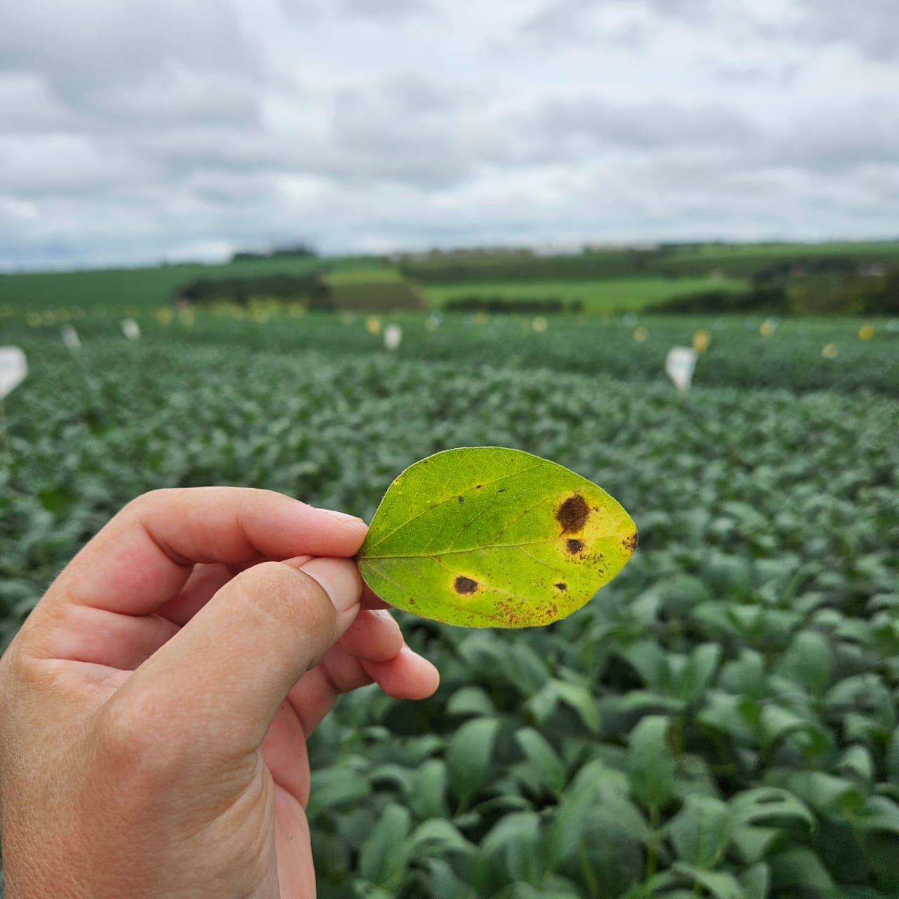 Lavouras necessitam de proteção biológica do início ao fim do ciclo