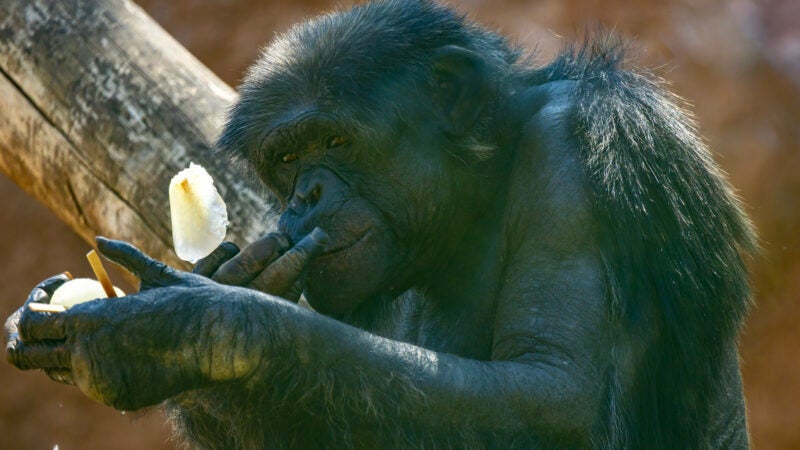 Zoo de São Paulo e Simba Safari adotam ações para amenizar efeitos do calor sobre os animais no verão