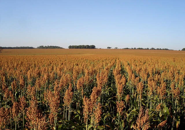 Com alta de 13,4% na área plantada, sorgo ganha espaço na safrinha 2026 em Mato Grosso