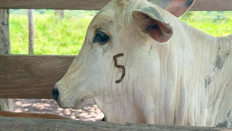 Prazo para vacinação contra brucelose termina no dia 31 de dezembro