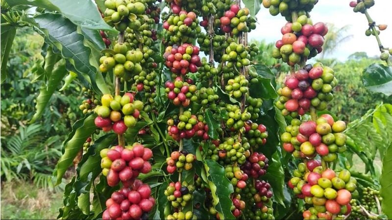 Governo de MT investe em ciência para fortalecer a produção de café na agricultura familiar