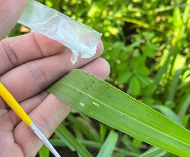 Pragas desafiam a pecuária e colocam em risco o desempenho das pastagens no Brasil