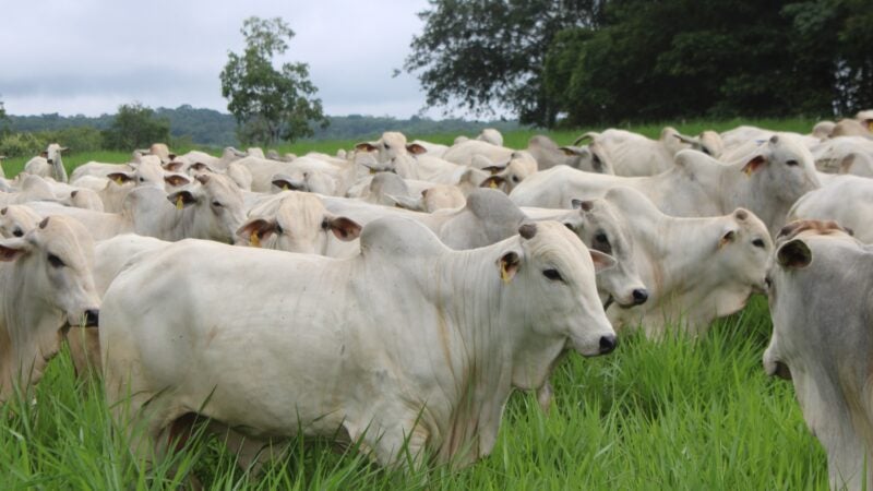 Valorização da arroba impulsiona investimentos em recuperação de pastagens