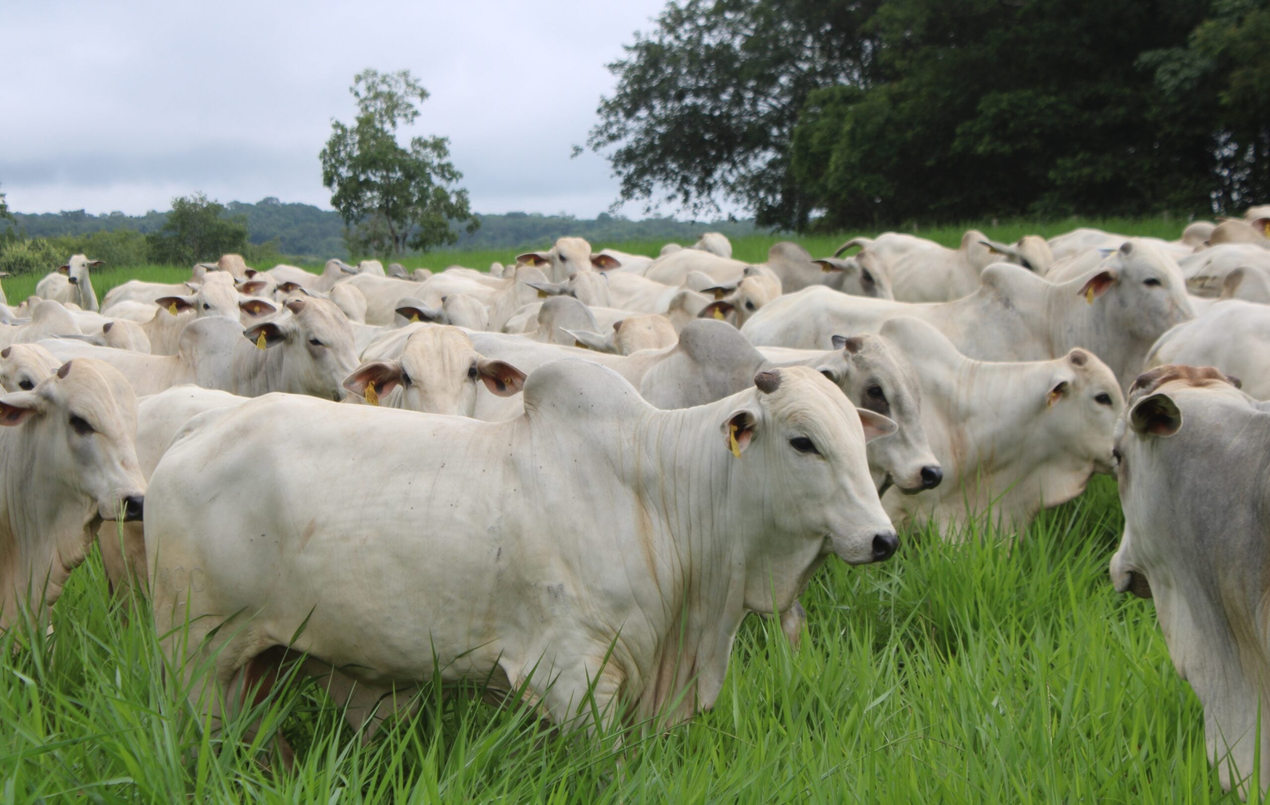 Valorização da arroba impulsiona investimentos em recuperação de pastagens