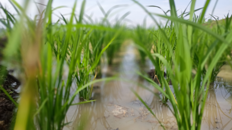 Lado a lado do produtor, FMC apresenta portfólio completo durante a Abertura Oficial da Colheita do Arroz de Santa Catarina