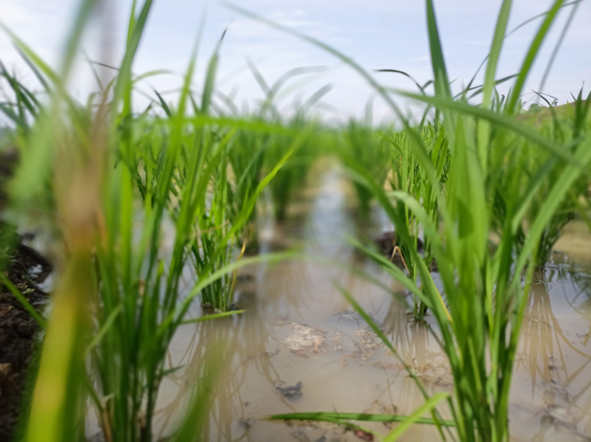 Lado a lado do produtor, FMC apresenta portfólio completo durante a Abertura Oficial da Colheita do Arroz de Santa Catarina